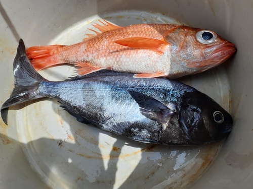 アカムツの釣果