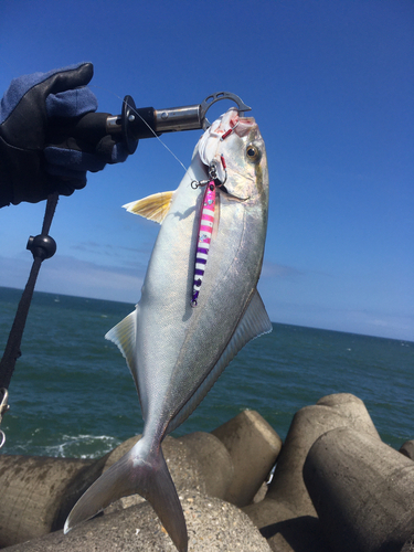 ショゴの釣果