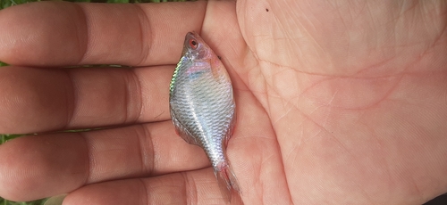 タイリクバラタナゴの釣果