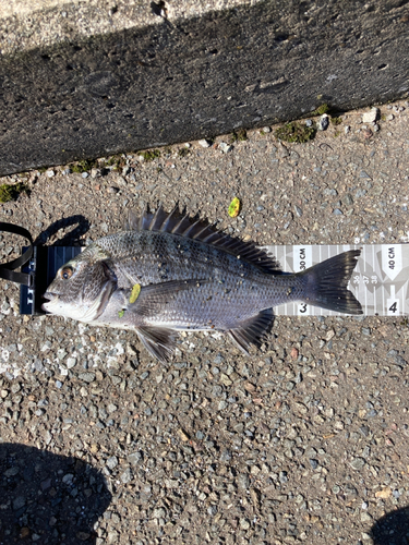 クロダイの釣果