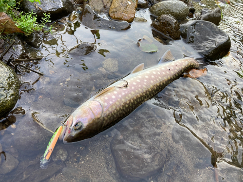 アメマスの釣果