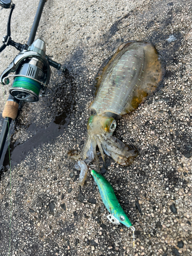 アオリイカの釣果