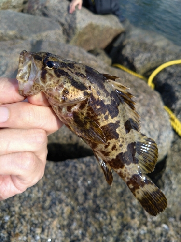 タケノコメバルの釣果