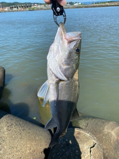 フッコ（マルスズキ）の釣果