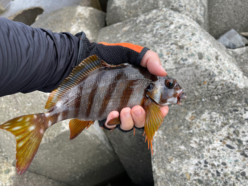 タカノハダイの釣果