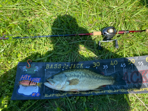 ブラックバスの釣果