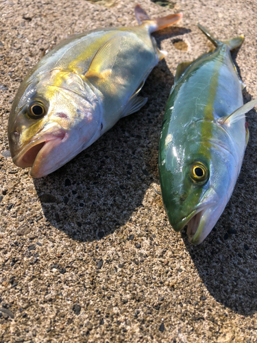 ショゴの釣果