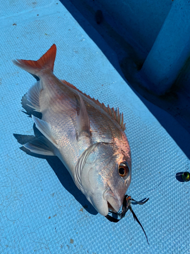 マダイの釣果