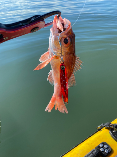 アカムツの釣果