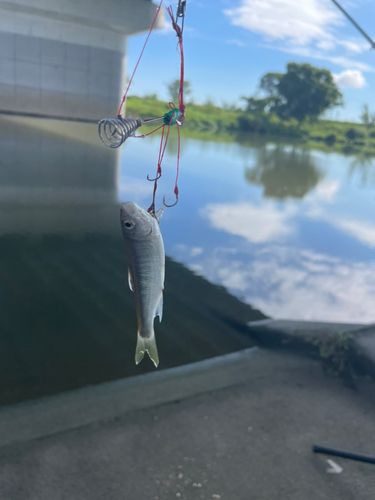 オイカワの釣果