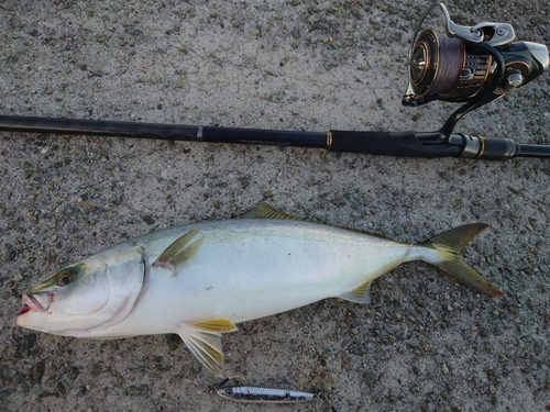 ハマチの釣果