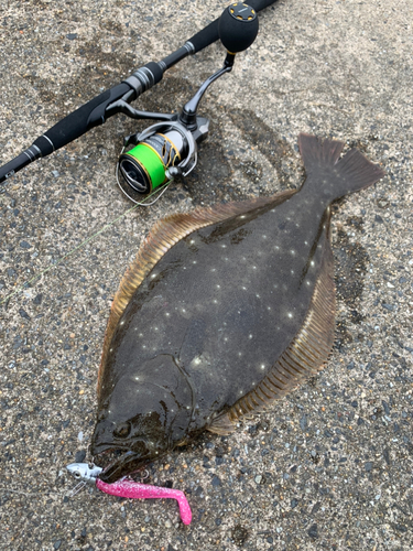 ヒラメの釣果