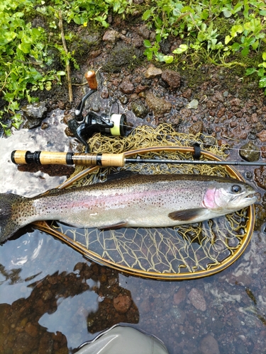 ニジマスの釣果