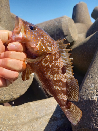 キジハタの釣果