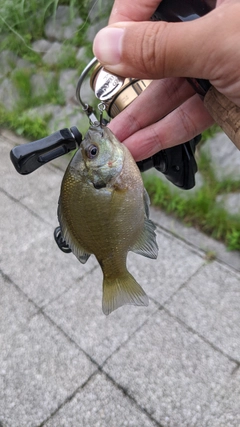 ブルーギルの釣果