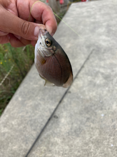 ウミタナゴの釣果