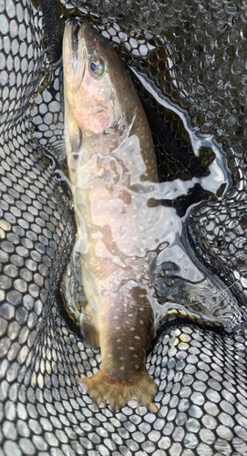 イワナの釣果