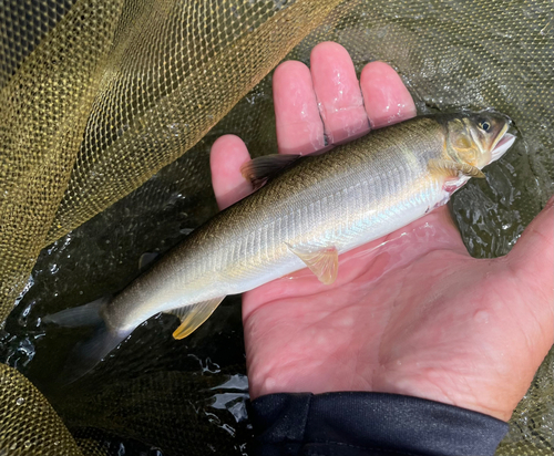 アユの釣果