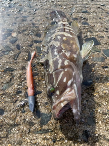 アラの釣果