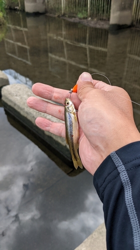 カワムツの釣果