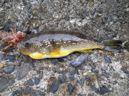 フグの釣果