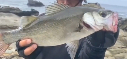 ヒラスズキの釣果