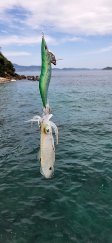 アオリイカの釣果