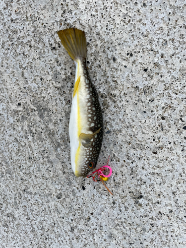 コモンフグの釣果