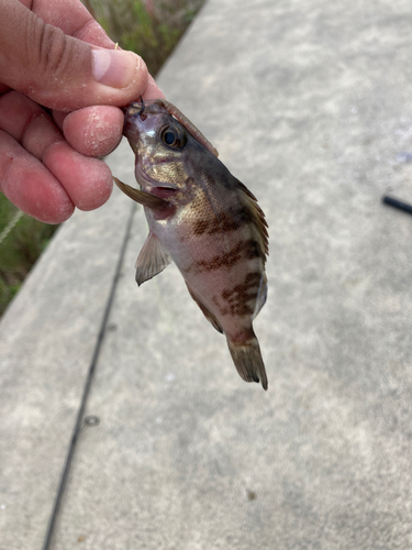 シロメバルの釣果