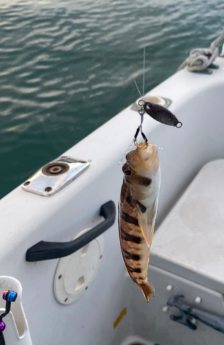 トラハゼの釣果