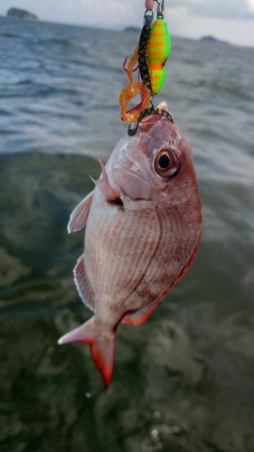 チャリコの釣果