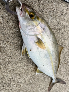 カンパチの釣果