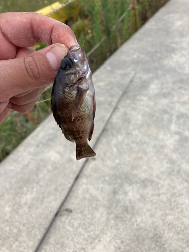 シロメバルの釣果