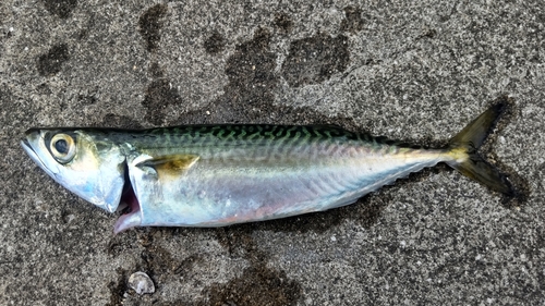 サバの釣果