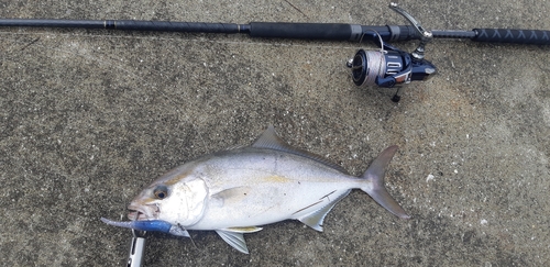 ショゴの釣果