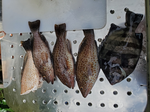 オオモンハタの釣果