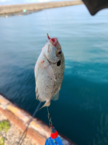 釣果