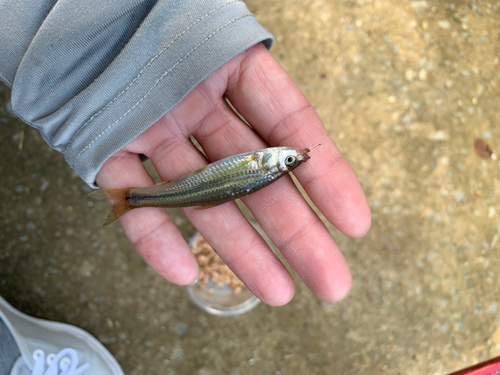 ホンモロコの釣果