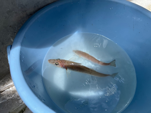 シロギスの釣果