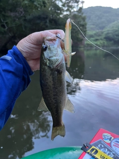 ラージマウスバスの釣果