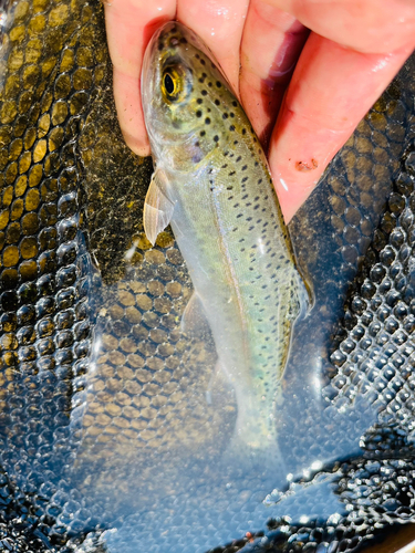 ニジマスの釣果