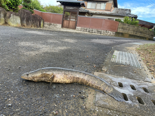 ライギョの釣果