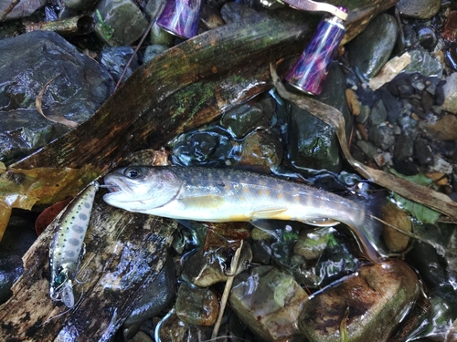 イワナの釣果