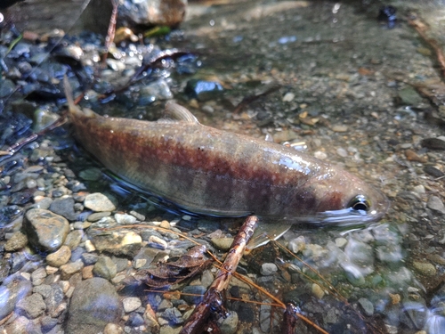 イワナの釣果