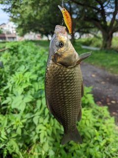 マブナの釣果