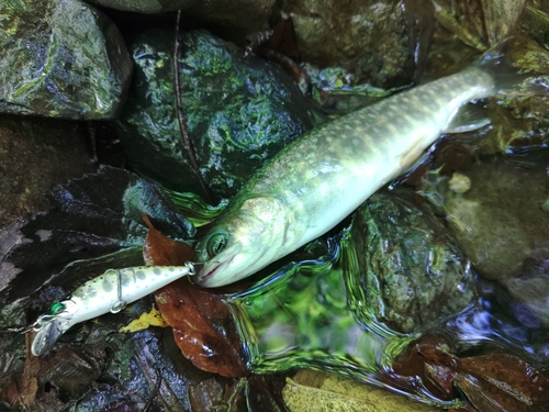 イワナの釣果