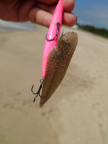 シタビラメの釣果