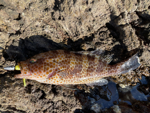 オオモンハタの釣果