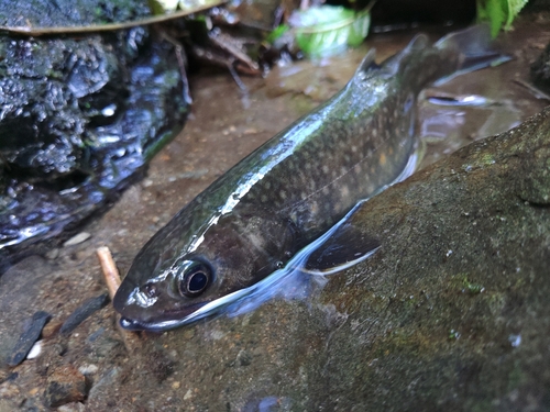 イワナの釣果