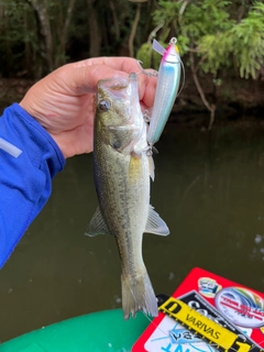 ラージマウスバスの釣果